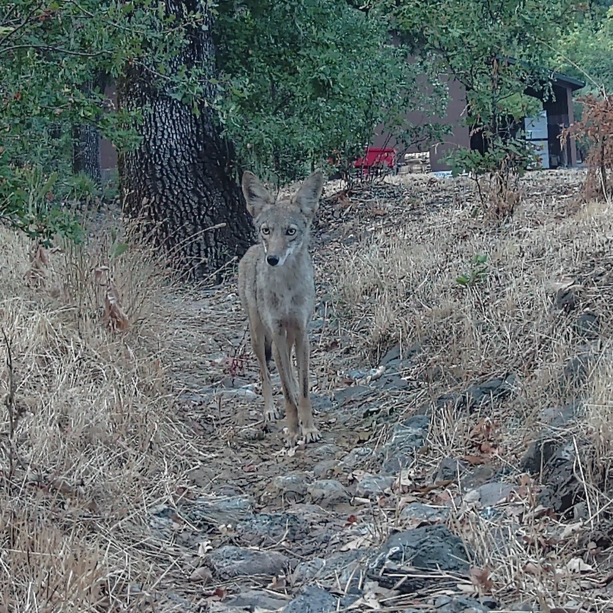 Coyote at Hafner Vineyard