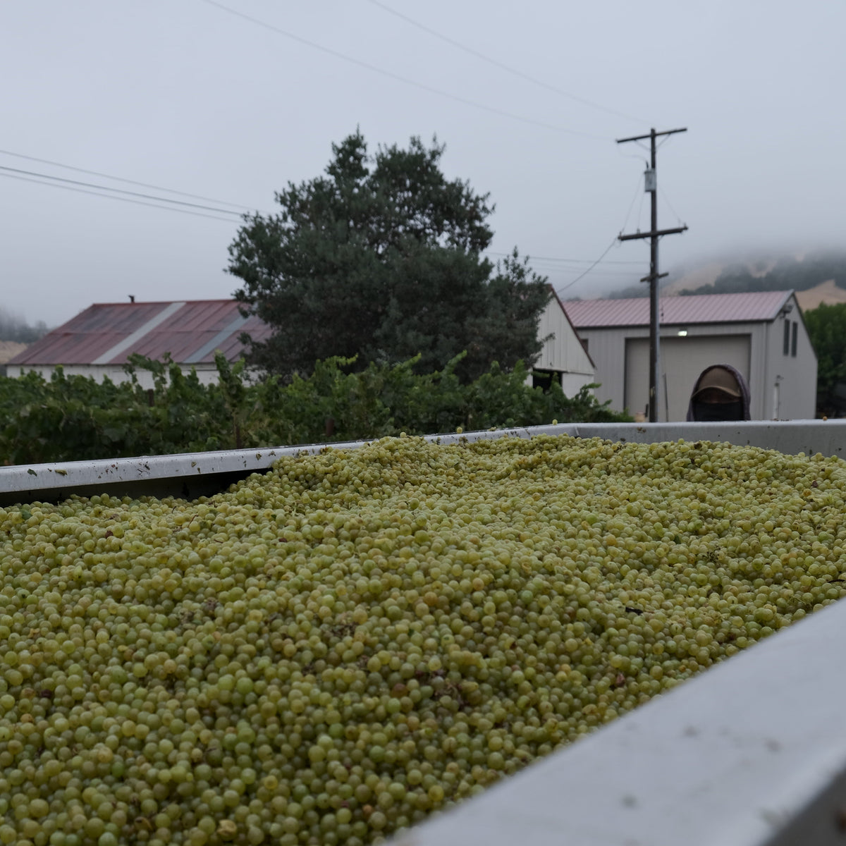 Chardonnay Grapes
