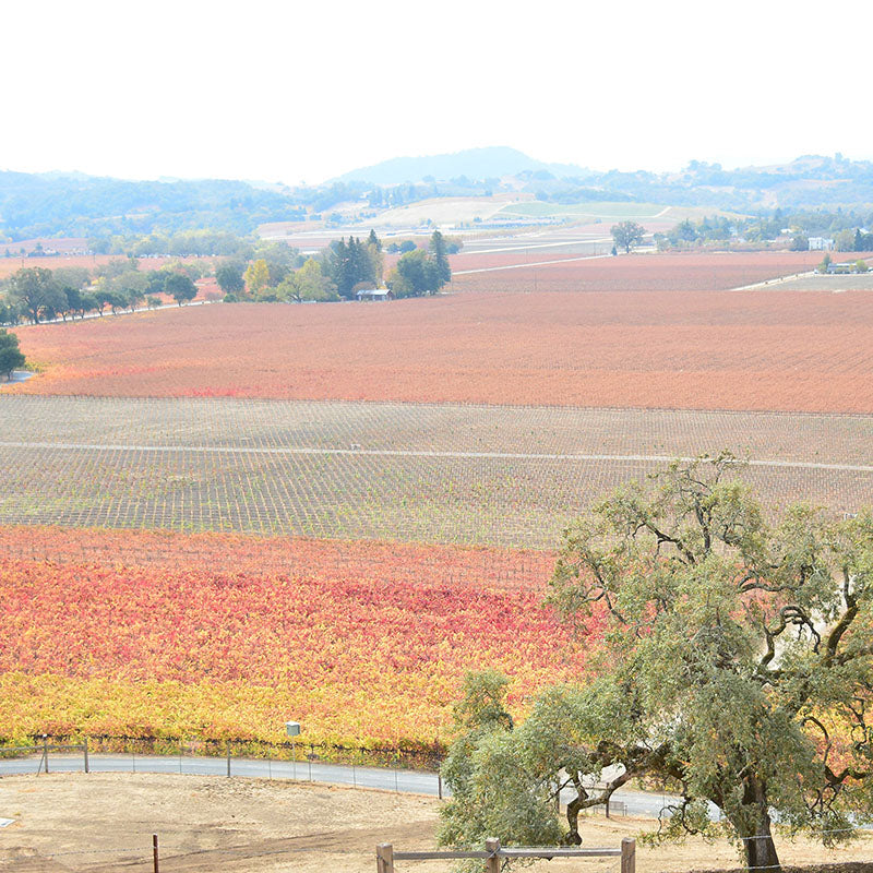 Hafner Replant November