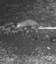 A Opossum wanders around Hafner Vineyard in the dark.