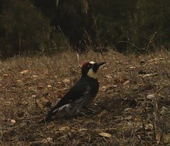 Woodpecker enjoys an afternoon at Hafner Vineyard.