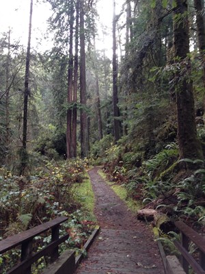 Redwood Forest in Sonoma County. Armstrong Woods offers wonderful hikes.
