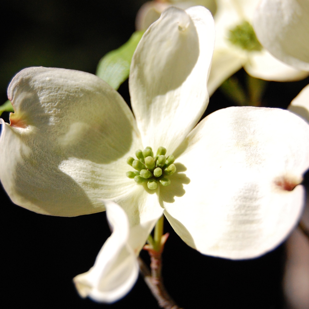 Dogwood at Hafner Vineyard in Alexander Valley