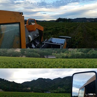 Vineyard manager David shares some images from harvesting.