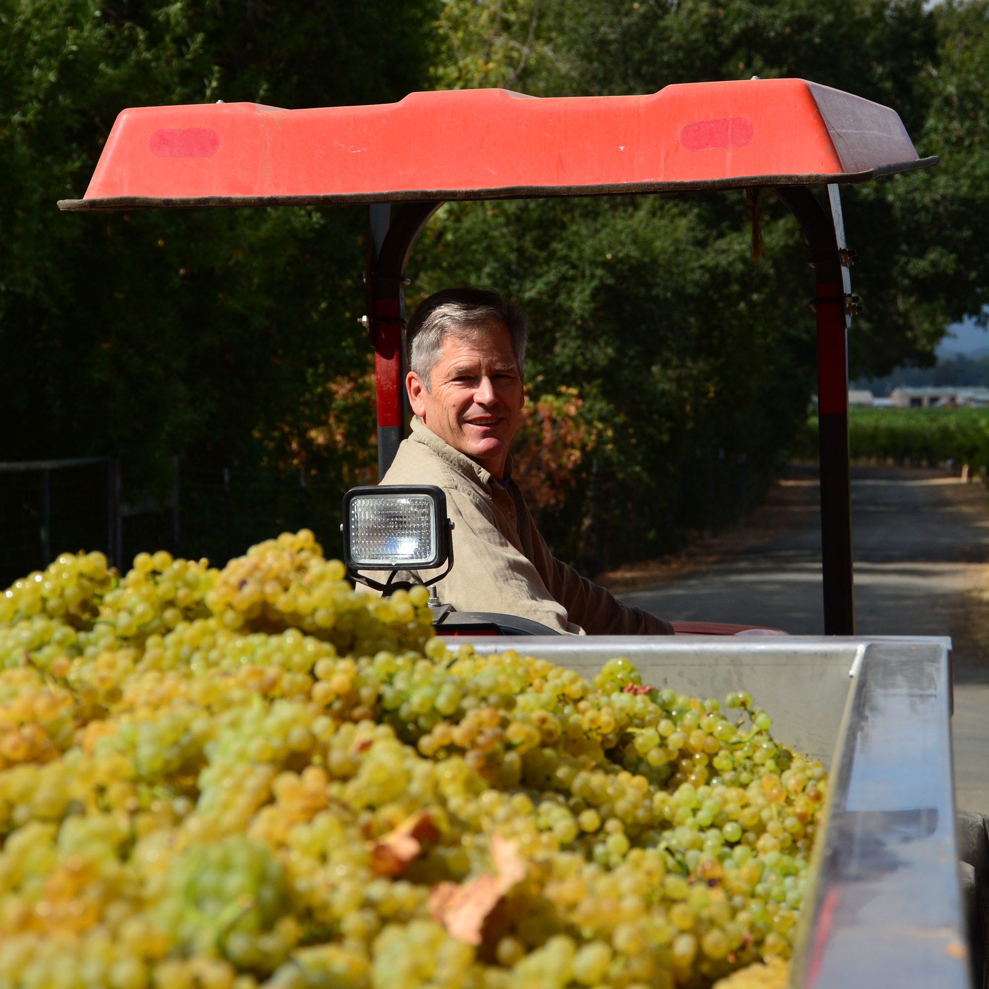 Parke Hafner during Chardonnay Harvest.
