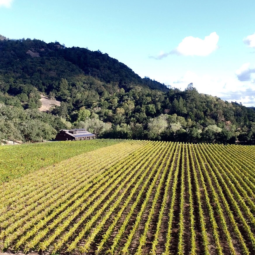 Vineyard Colors during Autumn