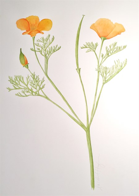 Watercolor California Poppy Completed
