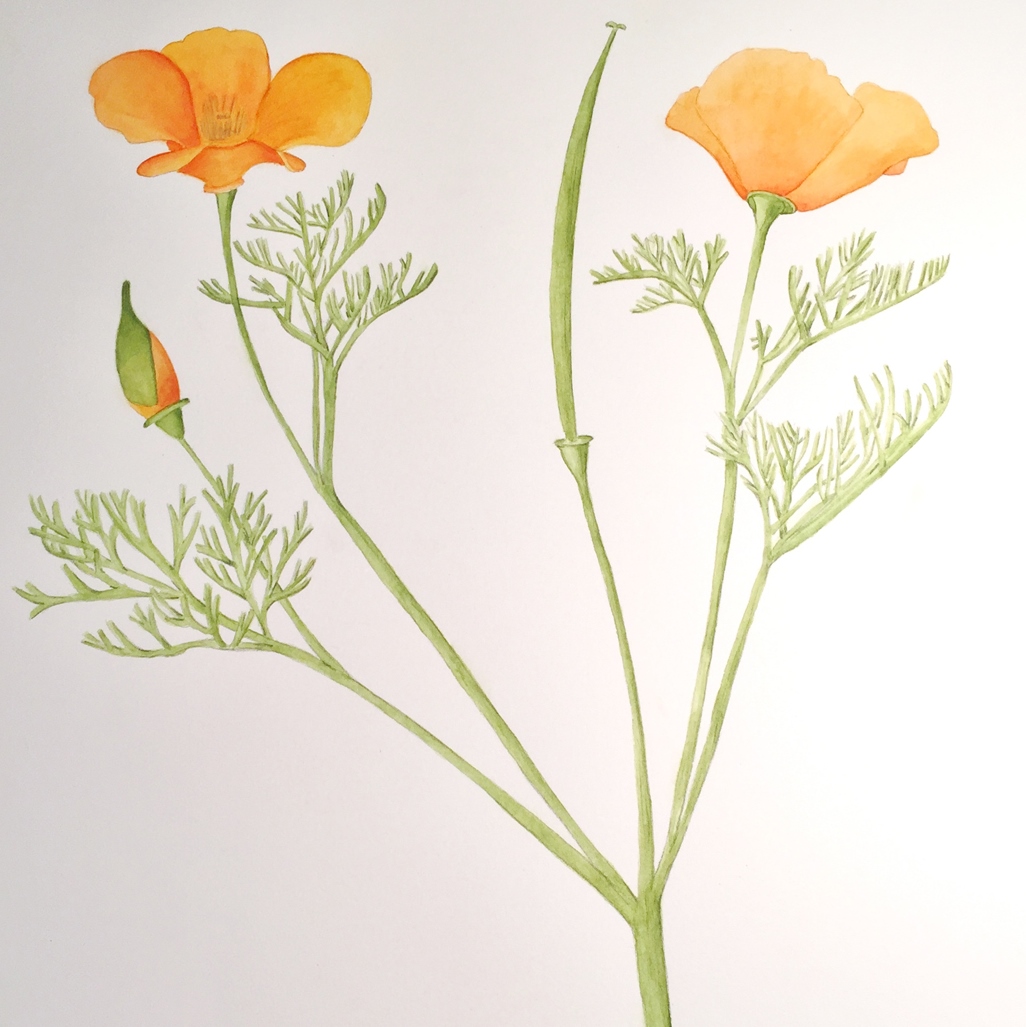 California Poppy