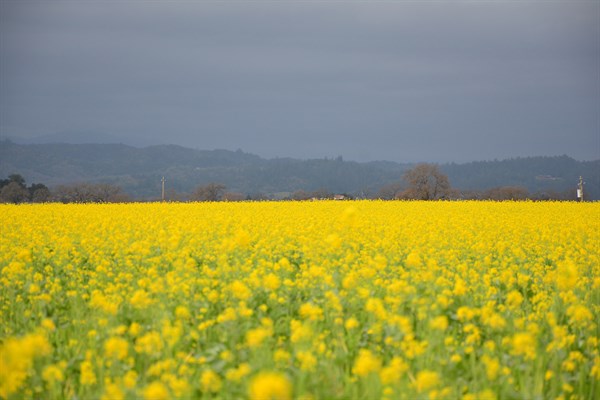 Mustard blooming at Hafner Vineyard