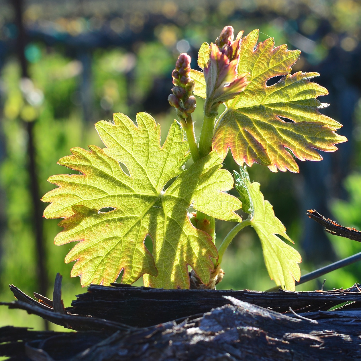 Vineyard Photography