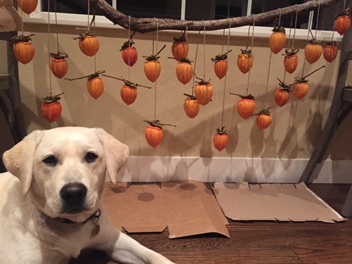 Millie and the Persimmons