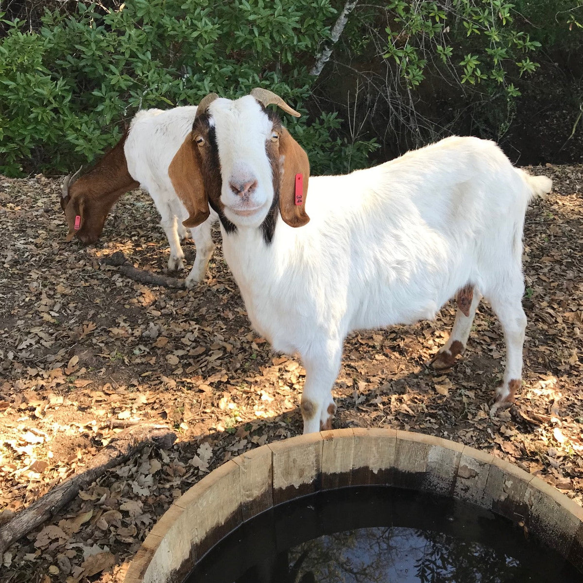 Goat at Hafner