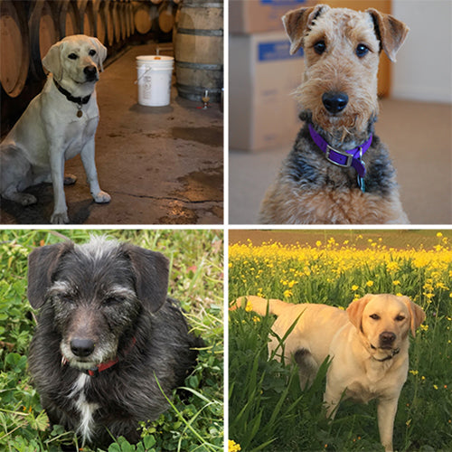 Hafner Vineyard Dogs