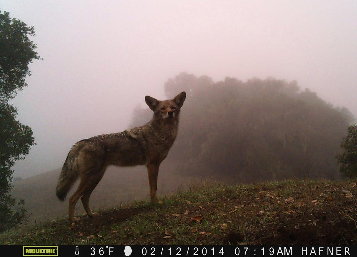 Coyote roaming the hills of Sonoma County at Hafner Vineyard.
