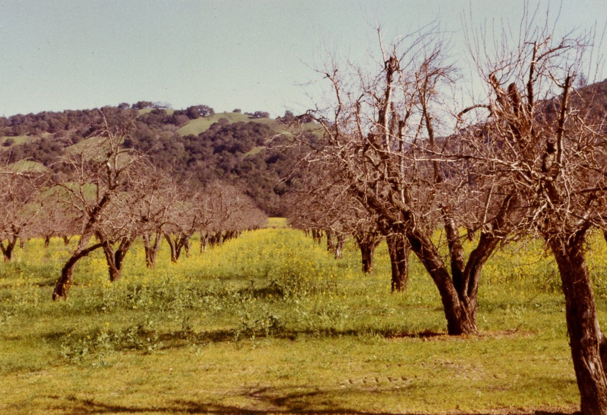 Row of leafless prune trees in a field with hills in the background