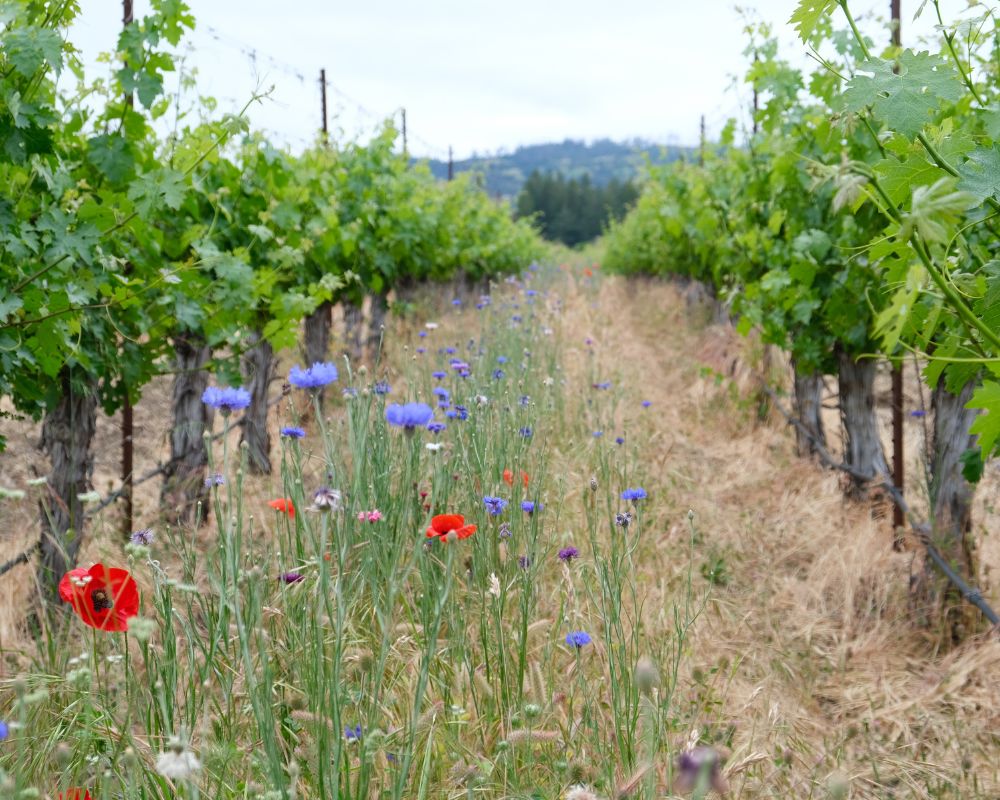 Wildflowers in vineyard rows