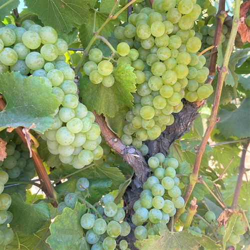 Chardonnay Grapes