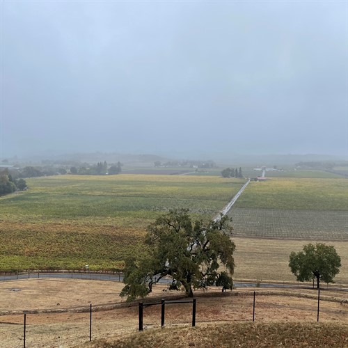 Hafner Vineyard Oct. 20, 2021