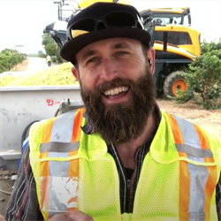 Chardonnay Harvest Video