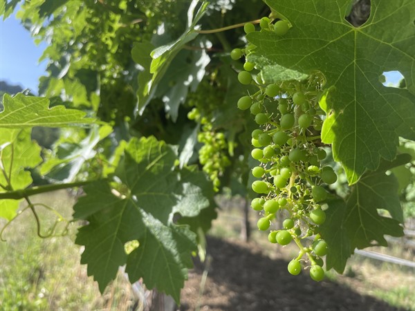 Cabernet Grapes