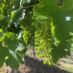 Cabernet at Hafner