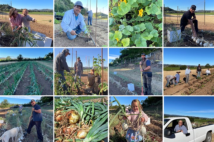 Food Bank Garden Collage