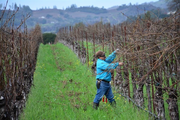 Pruning at Hafner Vineyard