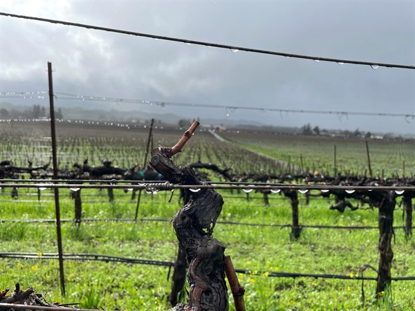 Hafner Vineyard in Alexander Valley