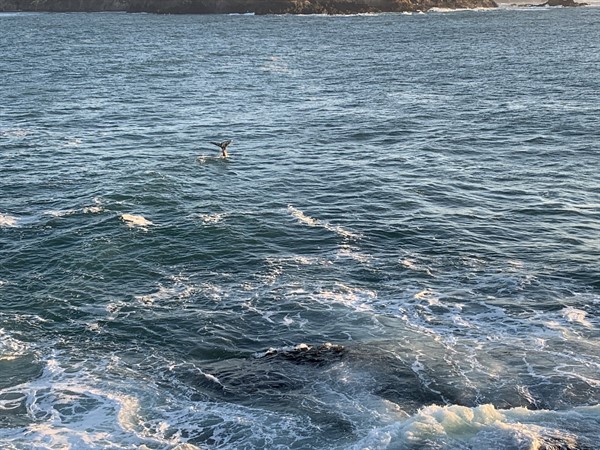 Whale in Mendocino