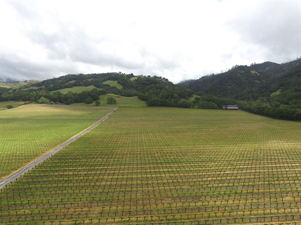 Hafner Vineyard in Alexander Valley