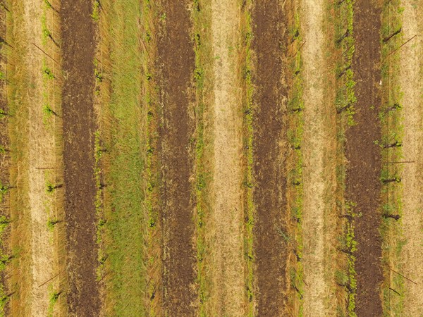 Vineyard Rows