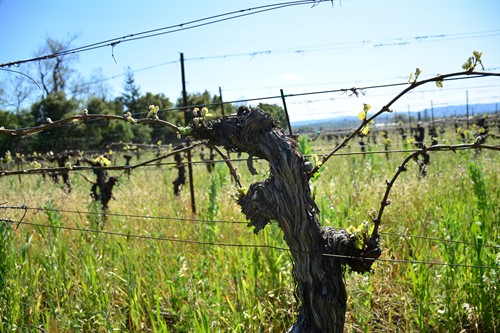 Cane Pruned