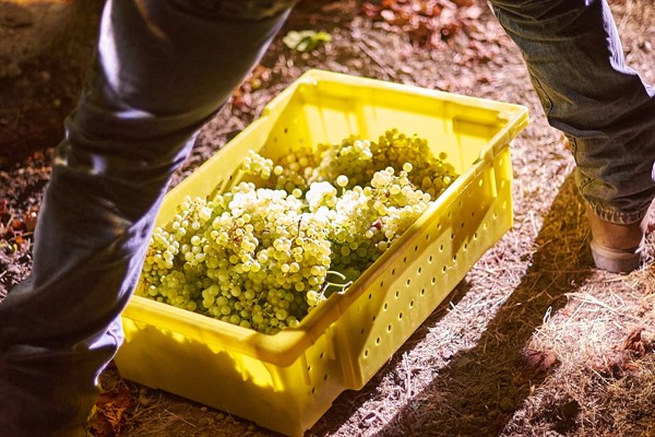 Hafner Sparkling Harvest 1