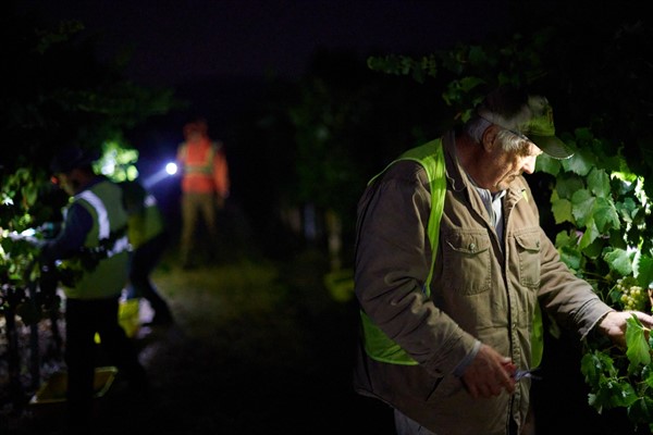 Hafner Sparkling Harvest 2