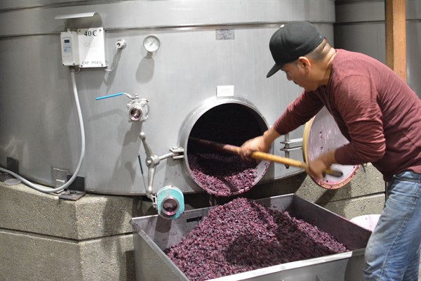 Draining Cabernet