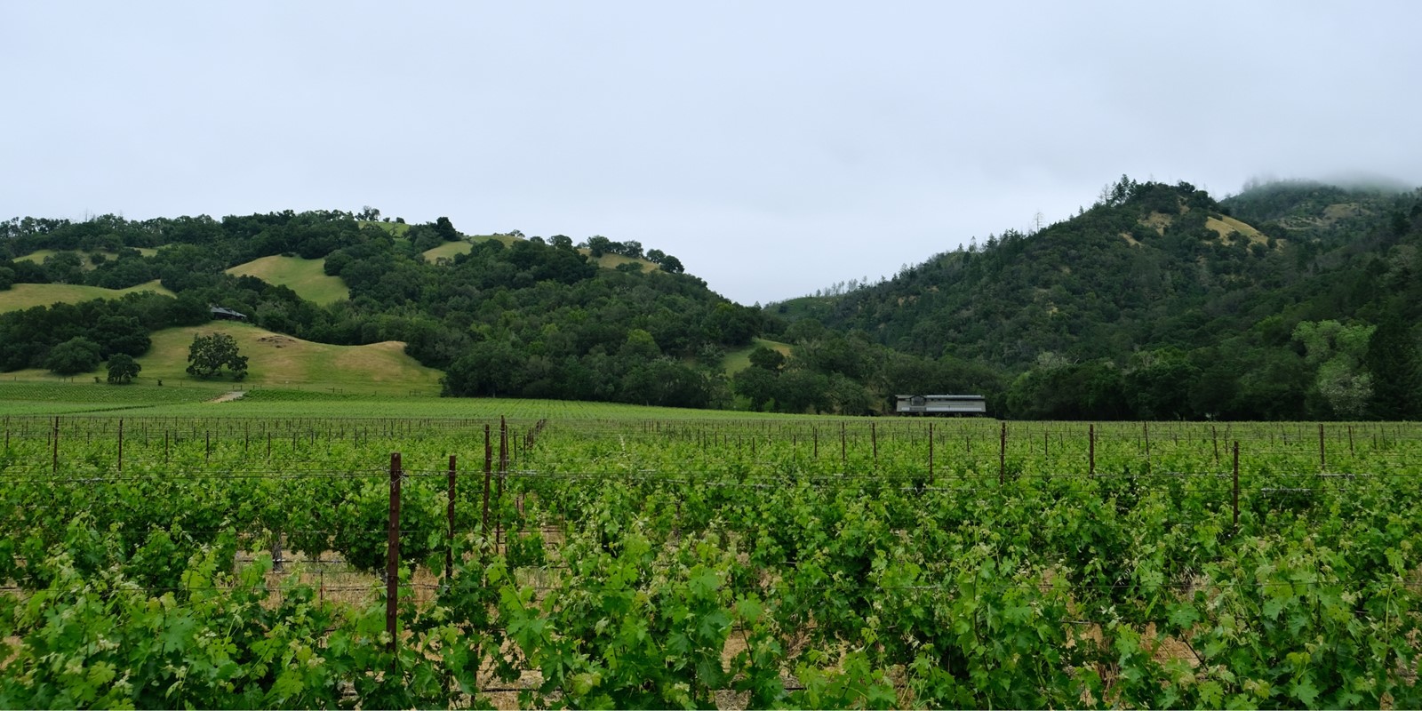 Hafner Vineyard in May