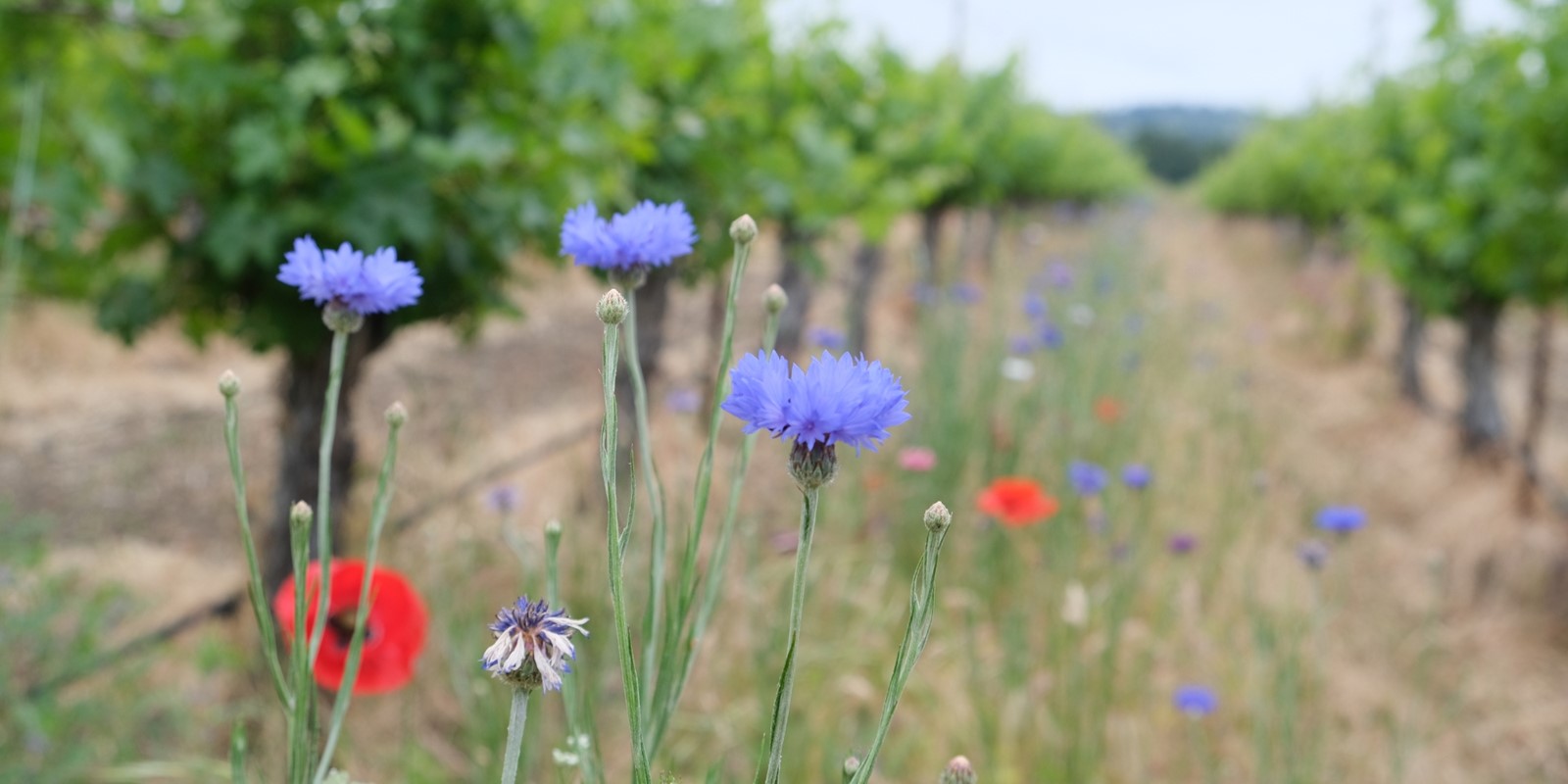 Hafner Vineyard Insectary Row