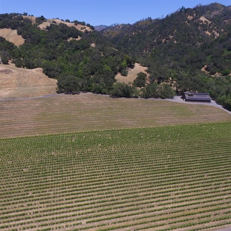 Vineyard Replant