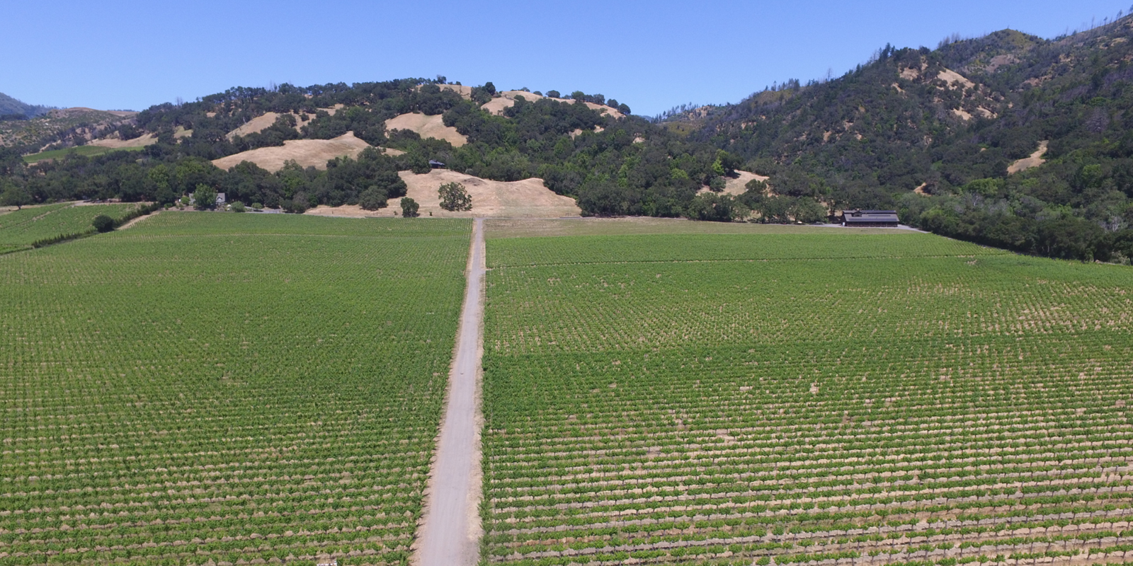 Hafner Vineyard in June