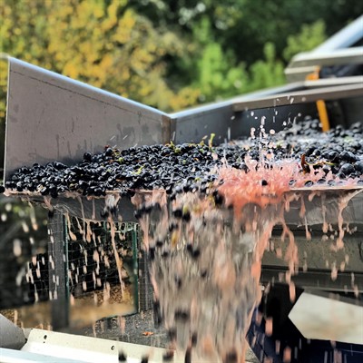 Malbec Grapes