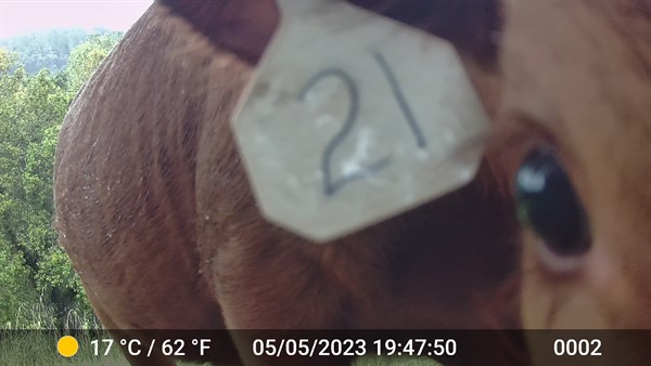 Close Up Cow (1)