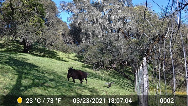 Bull Chasing Turkey