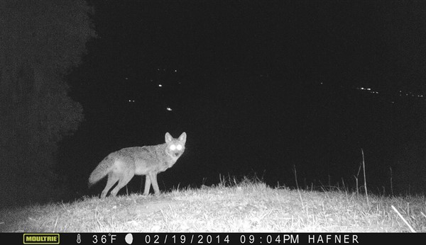 Coyote