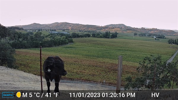 Cow Escapee