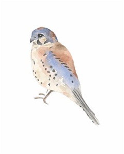 Kestrel