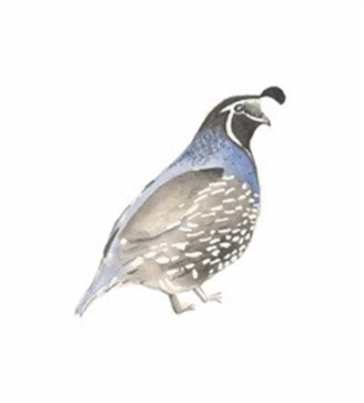 Quail