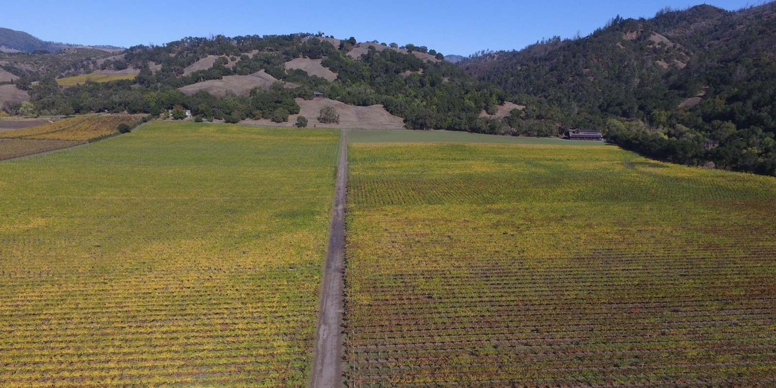 Hafner Vineyard mid-October (1)