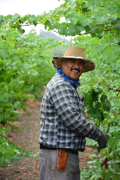 Gerardo at Hafner Vineyard