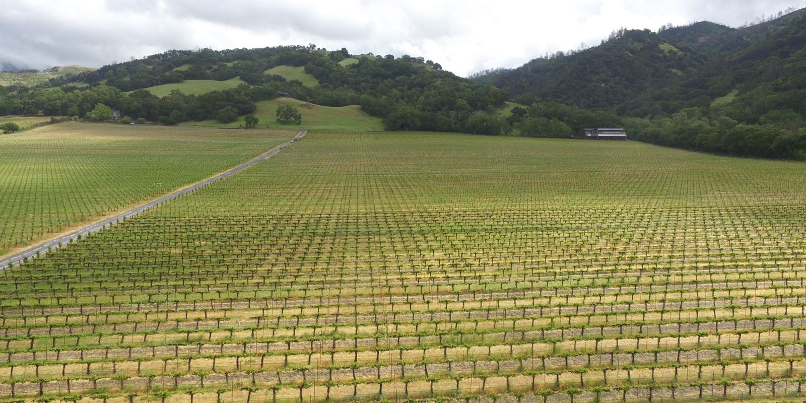 Hafner Vineyard in March