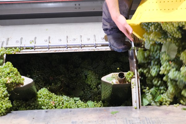 Sparkling Harvest